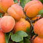Абрикос "Аврора"