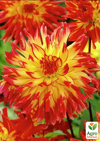 Георгина "Vuurvogel"