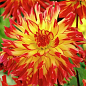 Георгина "Vuurvogel"