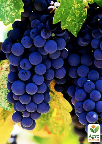 Ексклюзив! Виноград темно-синій "Чорне море" (Black Sea) (преміальний високоврожайний винний сорт) - фото 3