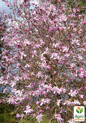 Магнолия Лебнера 4-х летняя "Leonard Messel" (высота 80-110см) - фото 2