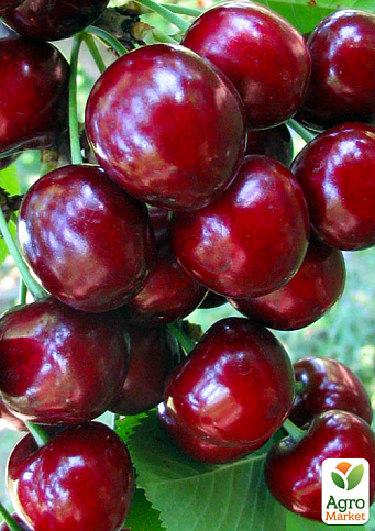 Ексклюзив! Черевишня яскраво-рубінова "Сережки Патриції" (Patricia Earrings) (преміальний гібридний сорт, великі ягоди)