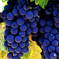 Ексклюзив! Виноград темно-синій "Чорне море" (Black Sea) (преміальний високоврожайний винний сорт) цена
