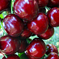 Ексклюзив! Черевишня яскраво-рубінова "Сережки Патриції" (Patricia Earrings) (преміальний гібридний сорт, великі ягоди)