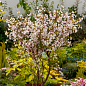 Сакура японская "Койо-но-май" (Prunus incisa Kojou-no-mai) вазон С2 цена