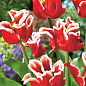 Тюльпан "Elegant Crown" 