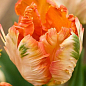 Тюльпан "Apricot Parrot" 