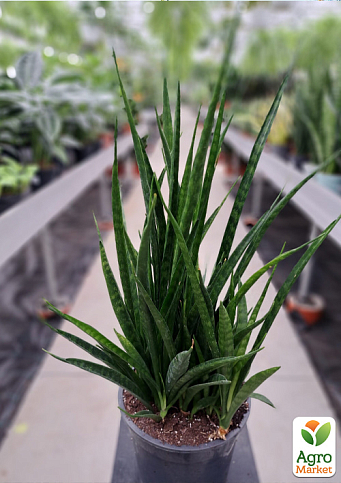 LMTD Сансевиерия "Kirki Friends" высота растения 25-35см