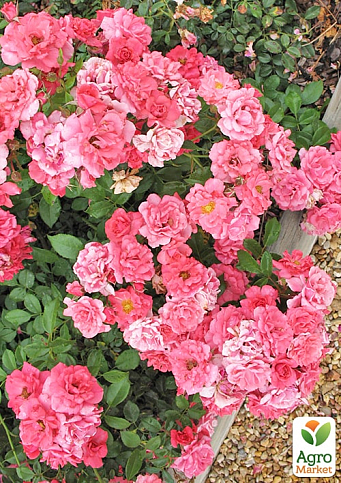 LMTD Троянда 2-х річна "Pink Blanket" (укорінений саджанець у горщику, висота 25-35см)  - фото 2