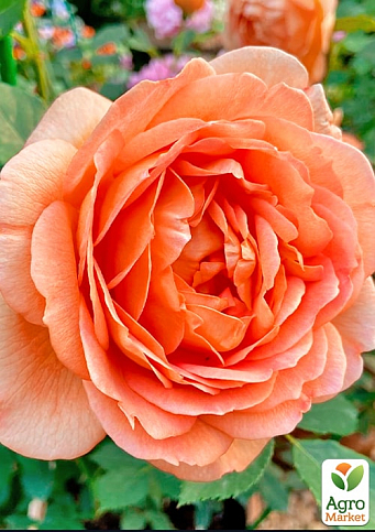 Роза флорибунда "Феникс" (саженец класса АА+) высший сорт - фото 2