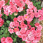 LMTD Троянда 2-х річна "Pink Blanket" (укорінений саджанець у горщику, висота 25-35см)  купить