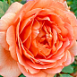 Роза флорибунда "Феникс" (саженец класса АА+) высший сорт купить