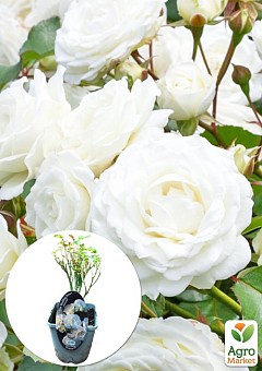 LMTD Роза 2-х летняя "Wedding White" (укорененный саженец в горшке, высота 25-35см)2