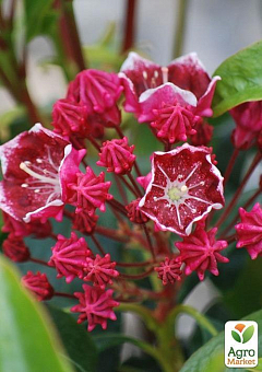 Кальмия latifolia "Keepsake"17