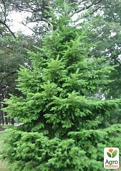 Ялиця Дугласа 3-х річна (Pseudotsuga menziesii) висота 30-40 см11