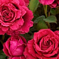 Роза флорибунда "4 ветров"(Rose des 4 Vents) (саженец класса АА+) высший сорт