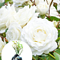 LMTD Роза 2-х летняя "Wedding White" (укорененный саженец в горшке, высота 25-35см)