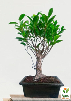 Бонсай "Ficus Natasja"9