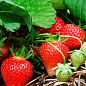 Клубника "Гранд Роса" (среднеранний срок созревания, крупноплодный сорт)