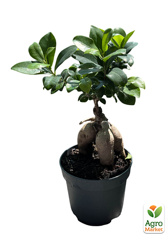 Фикус  "Ginseng Retusa" (Бонсай) - фото 5
