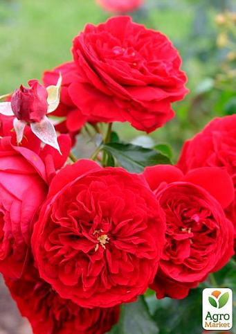 Троянда флорибунда "Rotkapchen" (саджанець класу АА +) вищий сорт