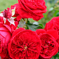 Троянда флорибунда "Rotkapchen" (саджанець класу АА +) вищий сорт