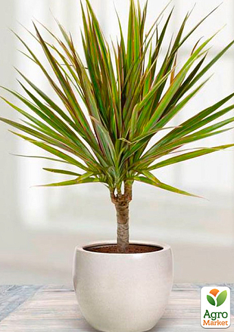 Драцена "Bicolor"