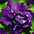 Сурфиния "Double Cascade Blue" (контейнер № 10, высота 10-15 см)