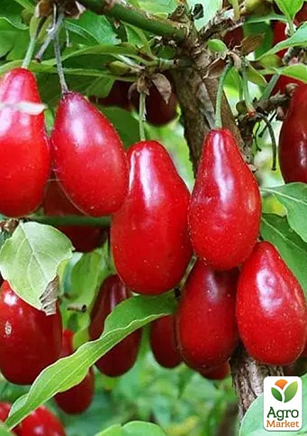 Кизил "Лукьяновский" укорененный в контейнере  - фото 6