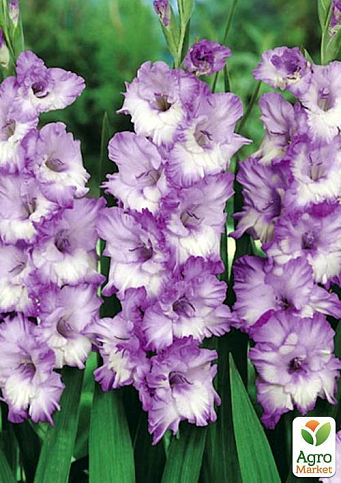 Гладіолус "Blue Frost" 3шт - фото 4