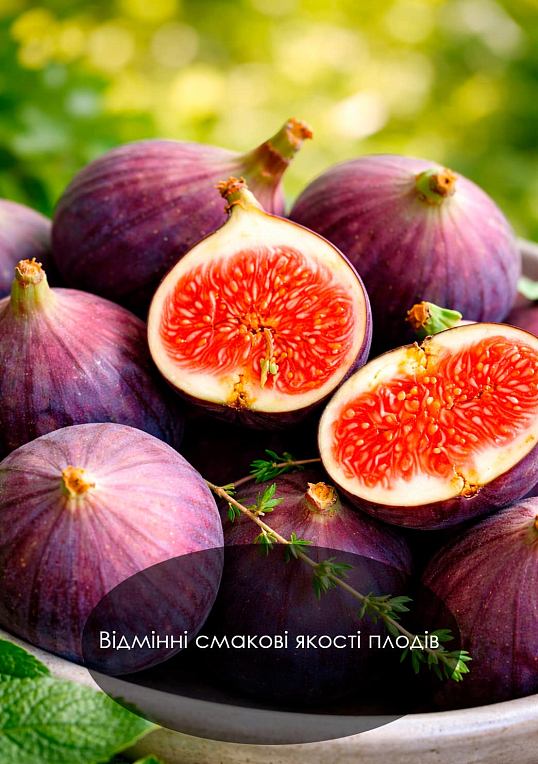 Эксклюзив! Инжир темно-фиолетовый "Виолет де Бордо" (Violette de Bordeaux) (премиальный, самоопыляемый, ремонтантный сорт) - фото 4