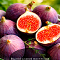 Эксклюзив! Инжир темно-фиолетовый "Виолет де Бордо" (Violette de Bordeaux) (премиальный, самоопыляемый, ремонтантный сорт)
