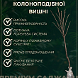Вишня колоновидна "Захоплення" Ексклюзив цена