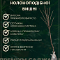 Вишня колоновидна "Захоплення" Ексклюзив цена