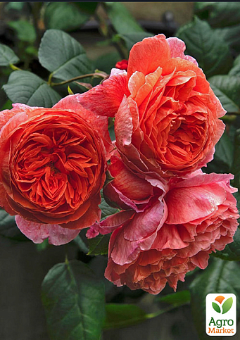 Роза английская серии Девида Остина "Саммер Сонг" (саженец класса АА+) высший сорт - фото 2
