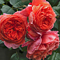 Троянда англійська серії Девіда Остіна "Саммер Сонг" (саджанець класу АА +) вищий сорт купить