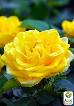 Роза шрабовая "Persian Yellow"2