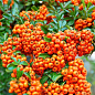 Пираканта узколистная "Orange Glow" цена
