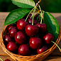 Черешня "Анита" (летний сорт, ранний срок созревания)