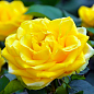 Роза шрабовая "Persian Yellow"