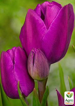 Тюльпан "Purple Bouquet"2