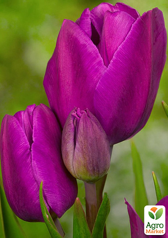Тюльпан "Purple Bouquet"