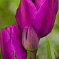 Тюльпан "Purple Bouquet"