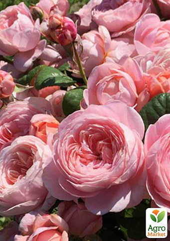 Роза флорибунда "Плейфул Рококо" в контейнере, высший сорт - фото 4