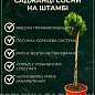 Сосна горная на штамбе «Varella» С3, высота 30-40см цена