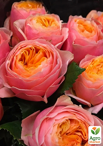 Роза английская серии Девида Остина "Вувузела" (саженец класса АА+) высший сорт