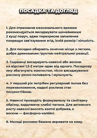 Эксклюзив! Годжи "Instant Success (Мгновенный успех)" (перекрестное опыление, садить по 2 шт) - фото 2