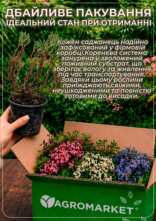 Андромеда многолистная "Блю Айс" контейнер С1