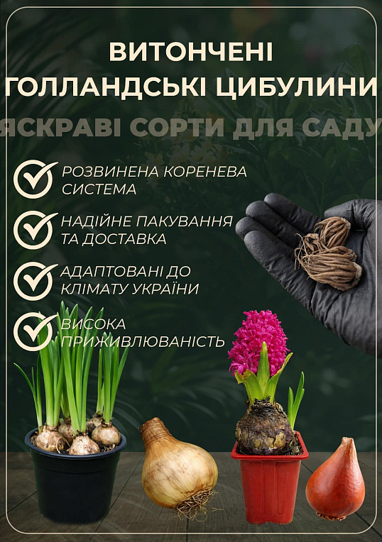 Нарцисс "Tahiti" укорененный - фото 2