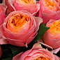 Роза английская серии Девида Остина "Вувузела" (саженец класса АА+) высший сорт